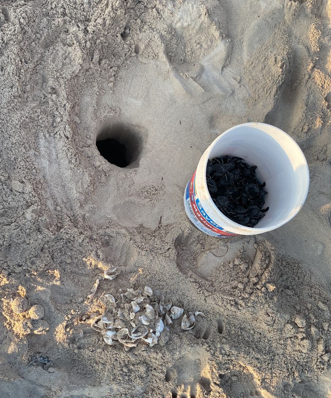 Nacimiento de tortugas marinas