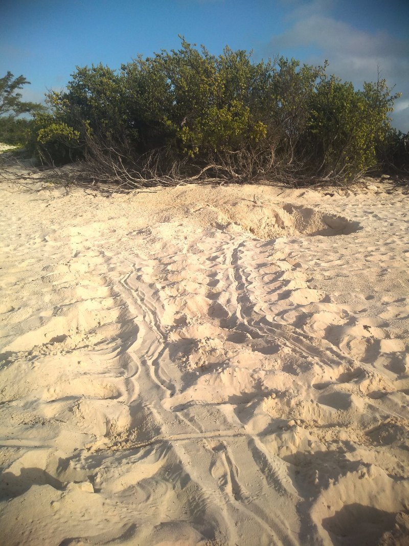 Evidencia de conservación de tortugas marinas