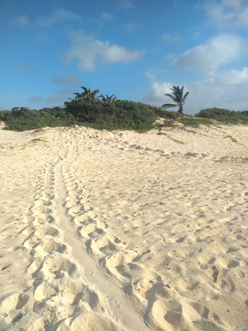 Trabajo de conservación de tortugas